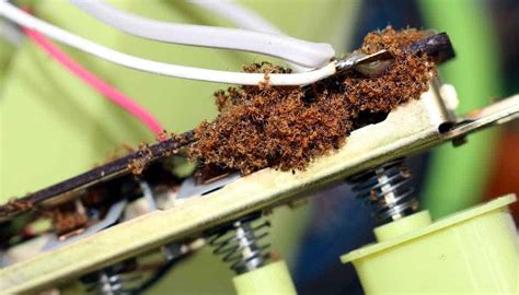 ants in electrical box|ants attracted to electronics.